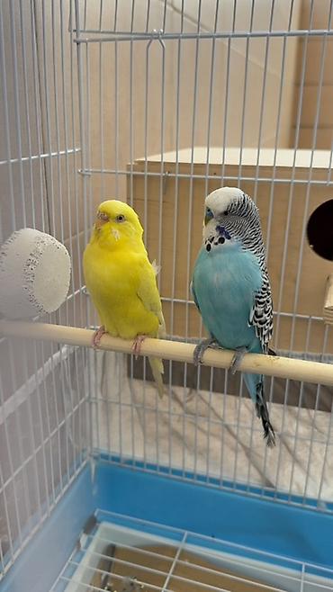 cex tutuquşu: 🦜 Hazır cüt papuqay satılır! Valnistiy növündən olan hazır cüt papuqay — 3