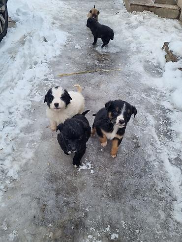 Продажа собак: Малыши ищут дом, и заботливых хозяев кушают сами, кушают все — 2