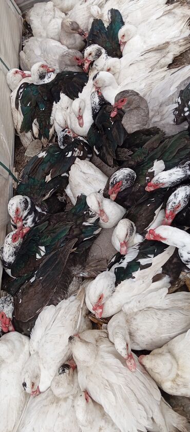 Ördəklər: Təcili satılır.Real alıcılar əlaqə saxlaya bilər — 28