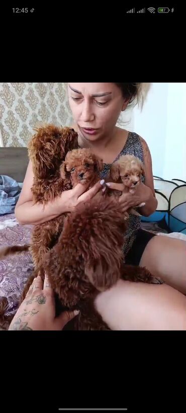 İtlər: Pudel, 3 ay, Erkek, Peyvəndli, Ünvandan götürmə — 19