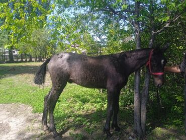 коный спорт: Коню 11 месяцев