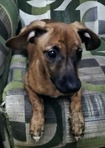 Отдам даром: Продаю породистую собачку миниатюрная такса умная послушная к туалету — 1