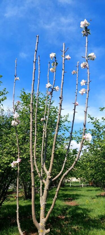 Torpaq sahələrinin satışı: Torpaq satılır Qəbələdə, Daşca kəndində! 🏞️ Təbii gözəlliklərlə -da lalafo.az — 2 Torpaq sahələrinin satışı: Torpaq satılır Qəbələdə, Daşca kəndində! 🏞️ Təbii gözəlliklərlə — 2