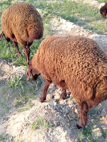 Digər heyvanlar: Quzularin ekizdiler 1 erkey 1dişi 5 ayin icindedi ler bilgeh cinsidi