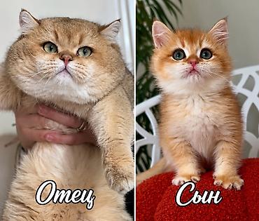 кошки купить бишкек: Котята породы британская золотая шиншилла есть мальчик и девочки все — 1