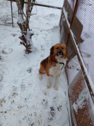 собаки в добрые руки: 2 года, Самец