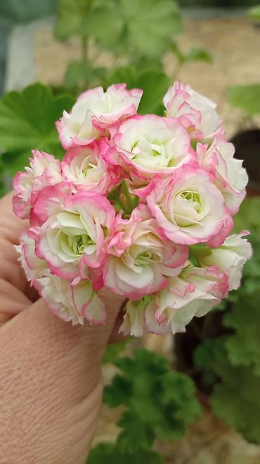 Герани и пеларгонии: Пеларгонии (герань зональная) — сортовые кустики в горшках — 2