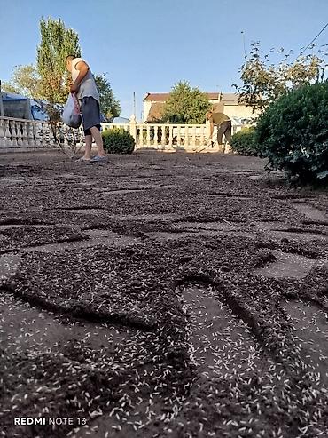 Газон: Сеем газон, Поссев газон, Газон себебиз 🌱 под ключ 🏡по городу бишкек — 7