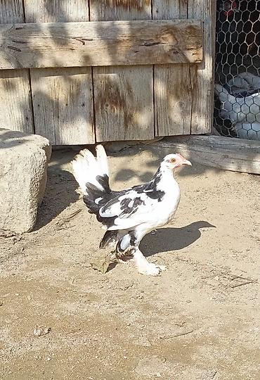 Toyuq cücələri, Damazlıq lalafo.az -da Toyuq cücələri, Damazlıq