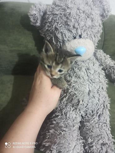 Отдам даром: Мальчики 🐈🐈в добрые руки родились 9 августа к лотку приучаються кушают — 3