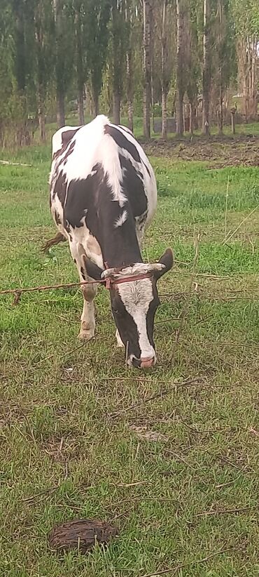 Коровы, быки: Стельная 8 месяц второй отел спокойная вымя мягкая рост 136 молоко
