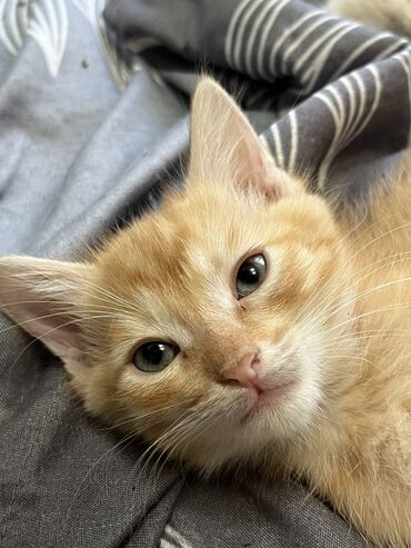 мейн кун бишкек питомник lyubushka купить котенка цена фото: Кошка даром: Сиамская, 2 месяца, Девочка, Метис