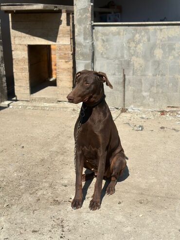 it üçün yuva: Doberman, 1 il, Dişi, Peyvəndli, Ünvandan götürmə