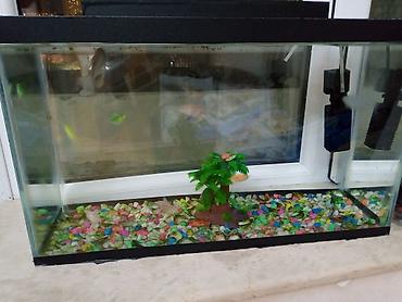 akvarium balıqları: Salam satilir hərşey daxil cəmi 30 azn — 6