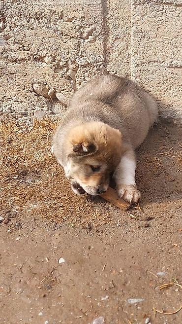 Продажа собак: Алабай, 1 месяц, Самец — 4