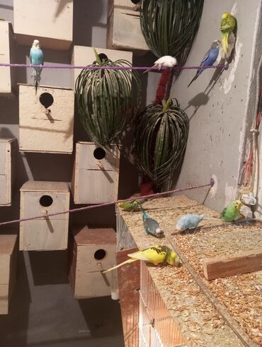 Tutuquşları: Biri 9 manat Rengbereng papuqaylar — 1