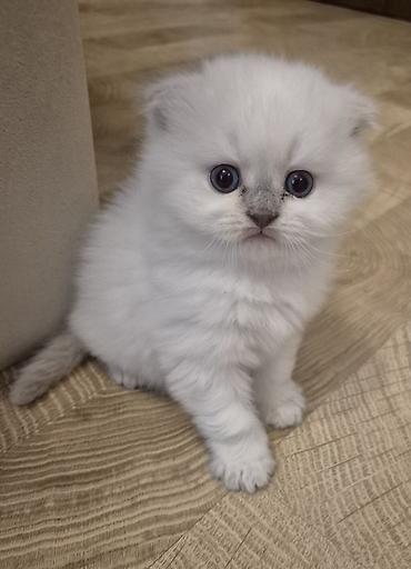 acana корм: Şotland yastı qulaq — 2