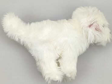 body w pieski: Mascot Dog, condition - Very good