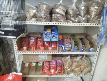 Аквариумы: Предлагается набор маленьких красноухих черепах. Эти черепахи отлично — 8