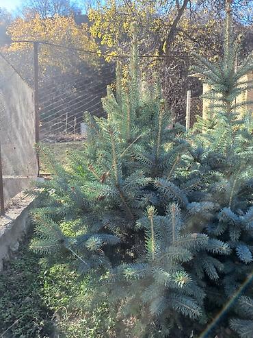 короткий низкий: Ель голубая (Picea pungens, Blue Spruce) из питомника. Продаётся от — 3