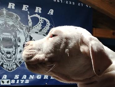 Psi: Dogo argentino Prelepi štenci uredno vakcinisani i očišćeni od na lalafo.rs — 5 Psi: Dogo argentino Prelepi štenci uredno vakcinisani i očišćeni od — 5