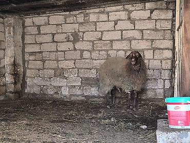 Mal-qara: Damazli qoc bir yas yarimliq — 8