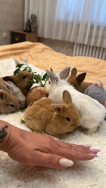 комбикорм для кроликов: Новенькие‼️😍❤️ Малышки львиная голова🥰 возраст 1 месяц. С такого