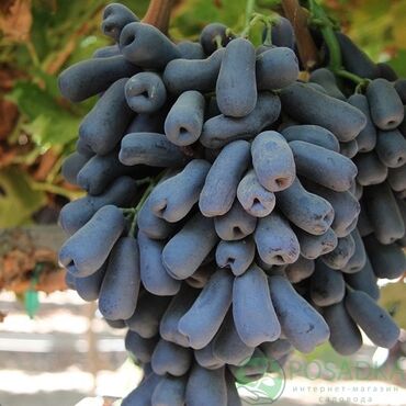 саженцы винограда купить: Семена и саженцы Самовывоз