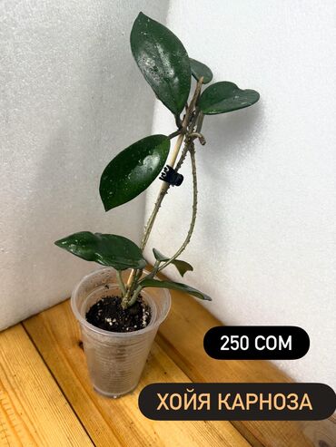 Хойи: Хойя (Hoya) - Хойя публикалис сплэш –Цена: 450 сом. - Хойя Мередити — 14