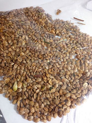 семена экспорсет: Экспорсет 5 жылдык урук жакшы ээленген таза