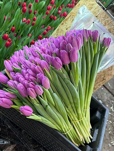 Цветы и букеты: Тюльпаны тепличного выращивания — срезка оптом. - Цвета — 3