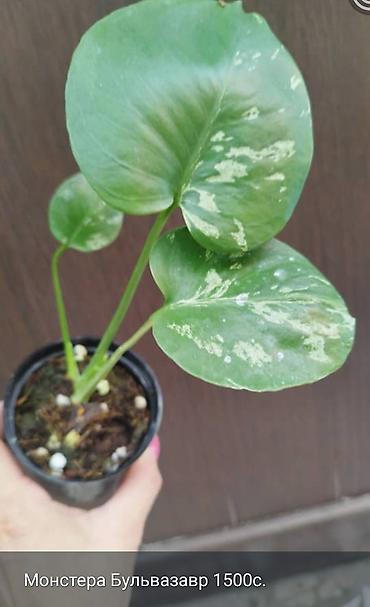 цветок монстеру: Монстера Monstera 'Aurea Neon' / 'Lemon Lime'). Монстера Бульвазавр и — 2