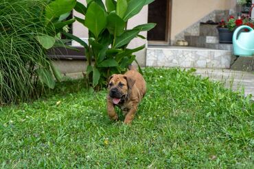 Psi: Sa ponosom predstavljamo vrhunske štence rase Južnoafrički mastif – — 2