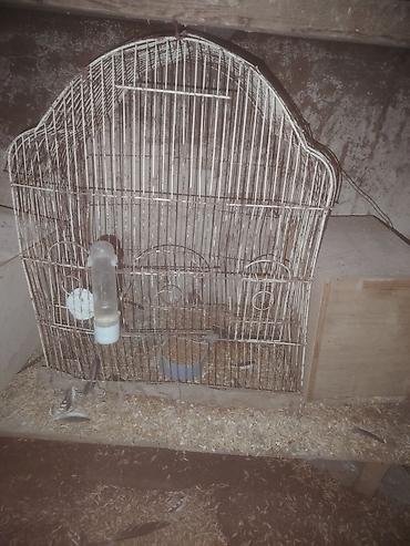 2 si 30 m zabrat 2 de yerləşir karella ücün qefes herşey üsdünde