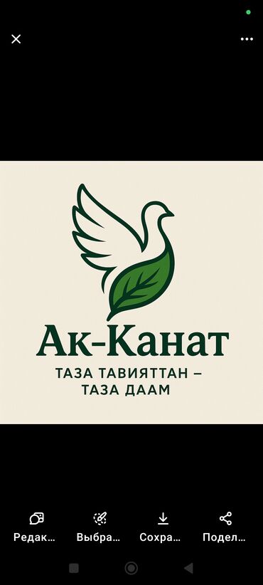 бишкек ош билеты: Индюк .40 кундук жожолор сатылат породалар белый широко груд.севера