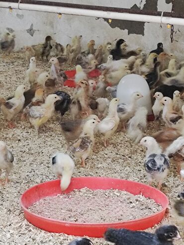 Digər heyvanlar: Toyuq cücələri, Ətlik, Ünvandan götürmə