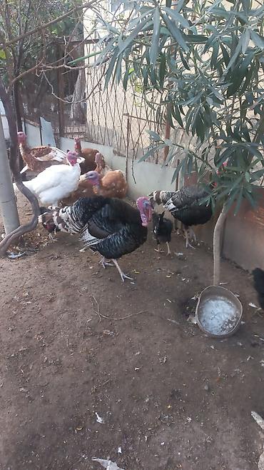 heyvan bazari inekler: Təsvir: - Qara, ağ və qəhvəyi-ala rəngli hind quşları. - Qrup şəklində — 2