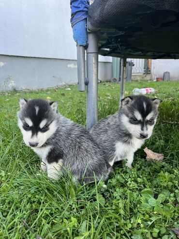 Psi: Sibirsky haski štenci - Leglo prelepih štenaca sibirskog haskija na lalafo.rs — 16 Psi: Sibirsky haski štenci - Leglo prelepih štenaca sibirskog haskija — 16