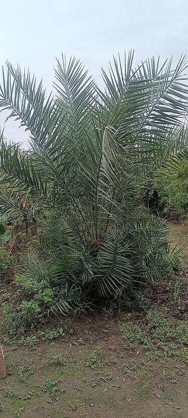 ana ari satisi 2026: Xurma palmı – dekorativ bağ bitkisi - Növ: Phoenix dactylifera (xurma — 2