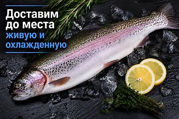 форель мольки: Продаю форель навеска от 1кг до 2.5+ Доставим в точку вашего — 1