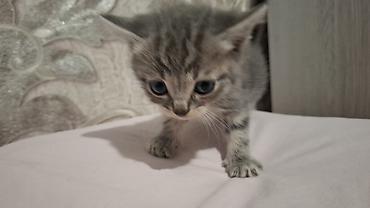 Pişiklər: Britain Şotland Bala Pişikler Satılır! 5 denedir 1ay 10gunluy — 11