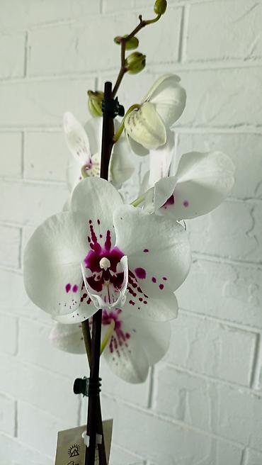 Орхидеи: Большой выбор сортовых орхидей, высота растений 70 см. цены от 1450 до — 3