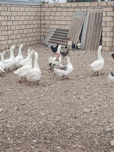 gəncə toyuq satan: Salam cavan da var qocada ən azı təmiz əti 2 kq gəlir 3 kq da gələn — 3