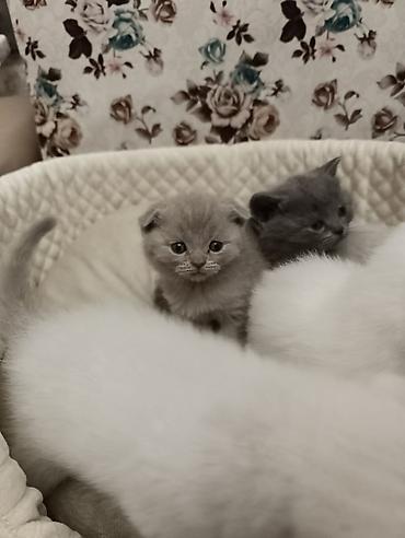 Pişiklər: Şotland, Ödənişli çatdırılma — 25