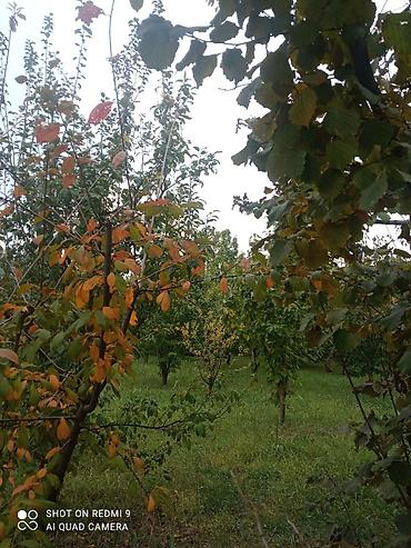 cilədağı bitkisi qiymeti: Meyvə bağı – müxtəlif növ ağaclarla əkilmiş torpaq sahəsi Təsvir: - — 2