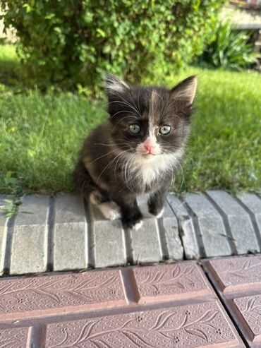 сфинксы котята: Мышык бекер берилет: Породасыз, 2 айлык, Эркек