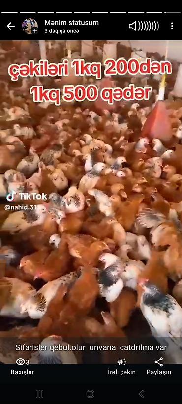 Quşlar: Her nov toyuqlarimiz var sifarisle baqli nomreye yiqin. xahis — 3