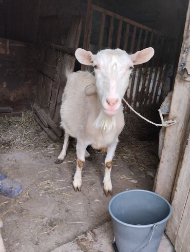 купить козу зааненской породы: Продаю | Коза (самка) | Зааненская | Для молока