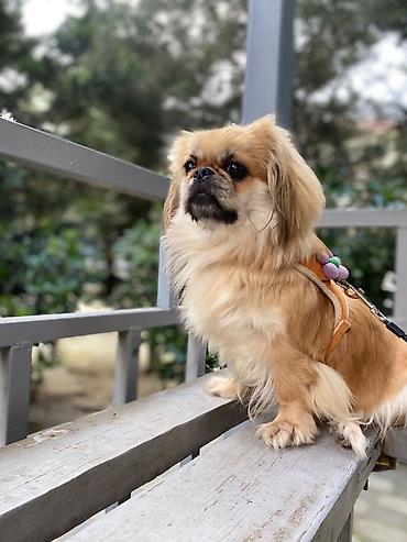 avcarka itləri: Pekines — 3