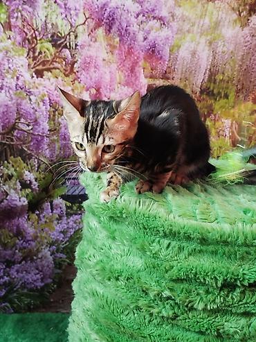 Продажа кошек: Бенгальская, 2 месяца, Мальчик, Черный, Приучена к лотку, Проглистована, С документами — 25